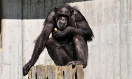 ¿Envejecemos igual los humanos que los restantes primates?