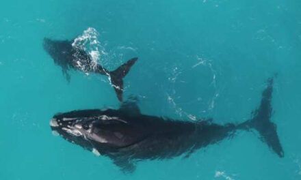 Algunas ballenas viven casi el doble de lo que se creía
