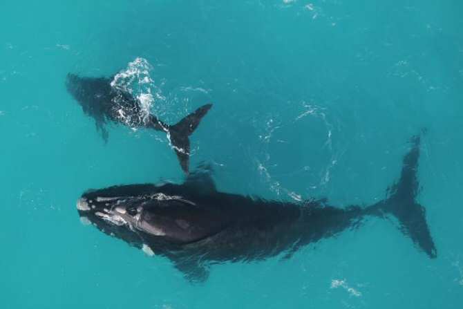Algunas ballenas viven casi el doble de lo que se creía