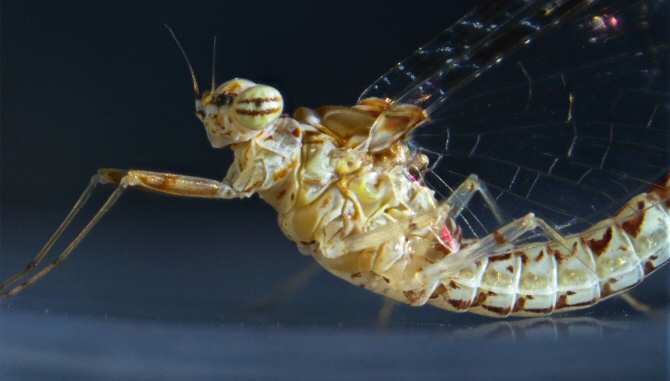 Descubren un mecanismo molecular clave para la regeneración de tejidos en insectos