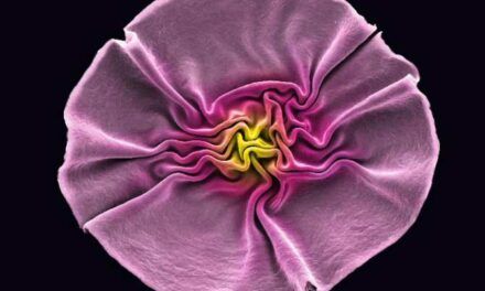 Las «flores» de los virus