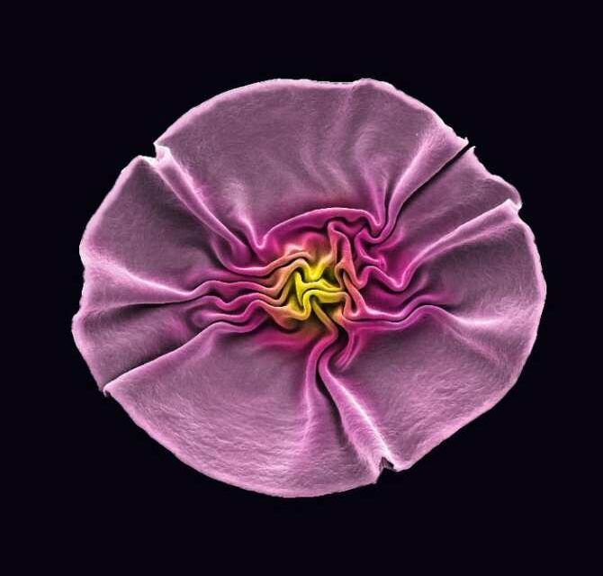 Las «flores» de los virus
