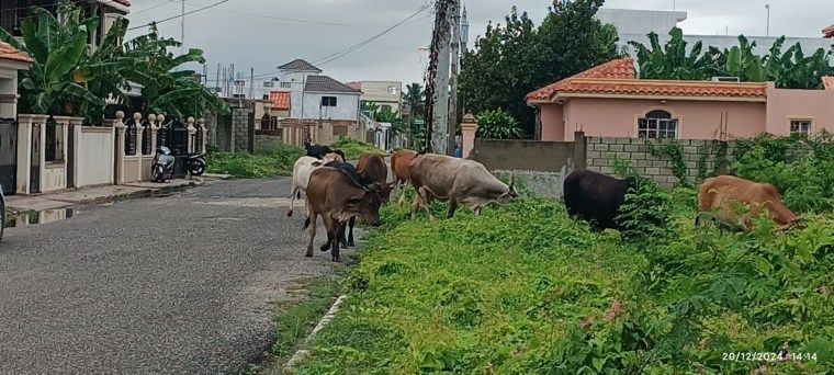 Retienen 17 vacas en vías de SPM; dueños deberán pagar RD$6 mil por cada una