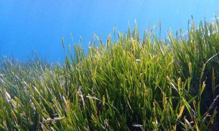 El secreto de la longevidad del ser vivo más antiguo del planeta