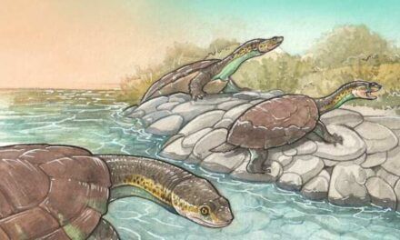 Iaremys batrachomorpha, especie de tortuga hasta ahora desconocida que convivió con dinosaurios