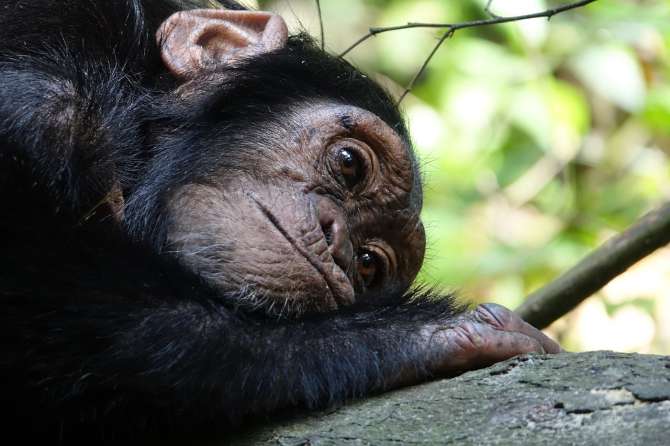 Diferencias clave entre humanos y chimpancés: un análisis evolutivo a pesar de su ADN compartido