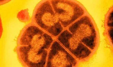 El secreto de la bacteria que soporta una radiactividad miles de veces mayor que la mortal para el ser humano