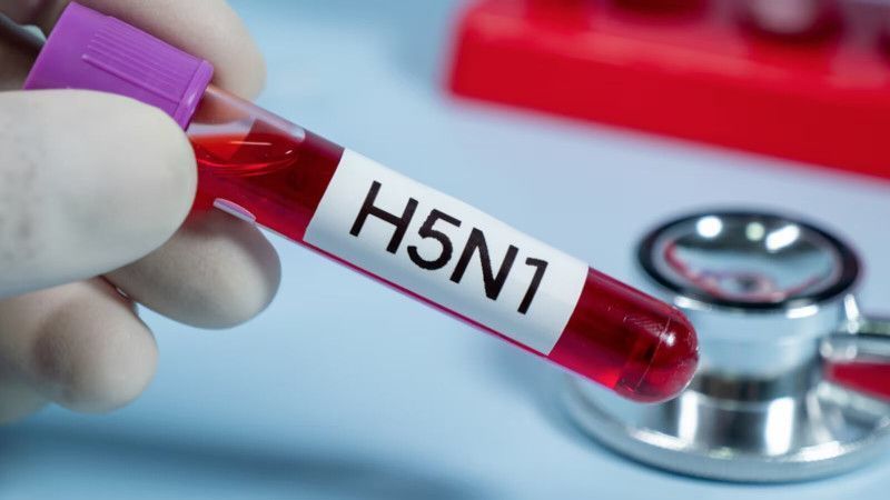 OMS alerta del mayor número de casos humanos de gripe aviar H5 desde 2015