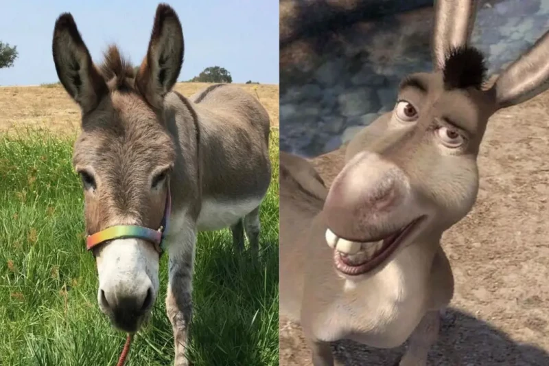 Murió Perry, el burro que inspiró al personaje de la película Shrek