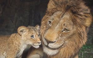 ‘Mufasa’ lidera el primer fin de semana del año en la taquilla estadounidense y la saga ‘Sonic’ supera los mil millones