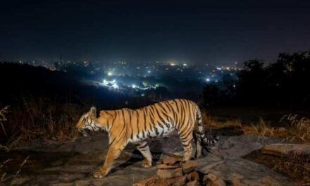 Tigres en las afueras de la ciudad