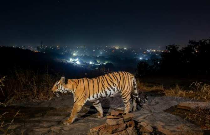 Tigres en las afueras de la ciudad