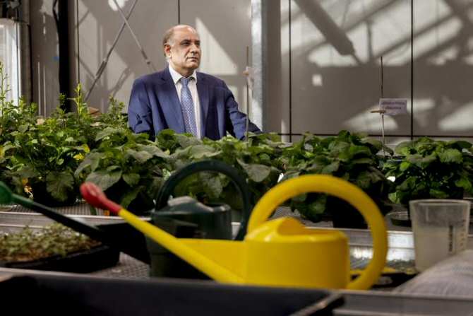 Usar vegetales para que filtren y extraigan metales valiosos del subsuelo