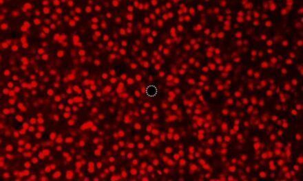 Dispositivo infiltrado entre neuronas vivientes
