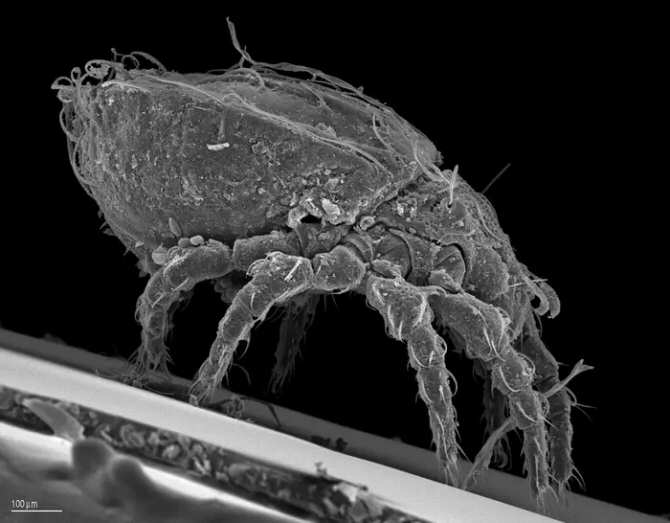 Especie animal que se reproduce con solo hembras