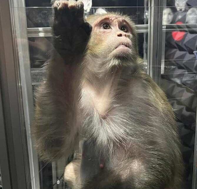 Monos capaces de asociar imágenes con sonidos y palabras humanas