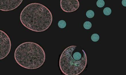 Nanopartículas orgánicas contra tumores de próstata