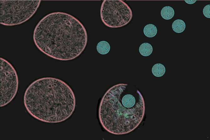 Nanopartículas orgánicas contra tumores de próstata