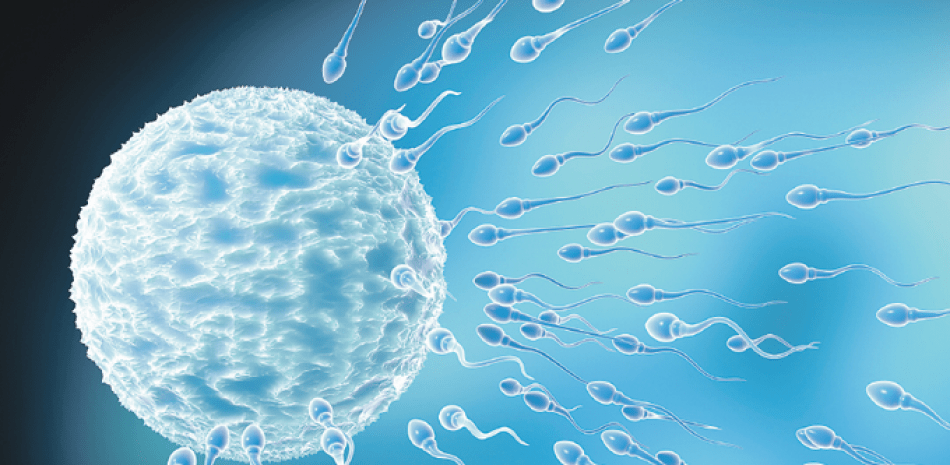 Una mejor calidad del semen se relaciona con una mayor longevidad masculina