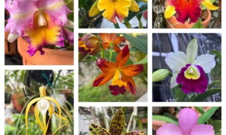 Orquídeas en el bosque’: belleza y conservación