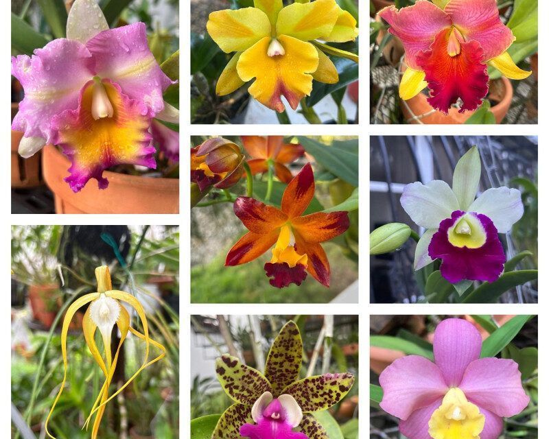Orquídeas en el bosque’: belleza y conservación