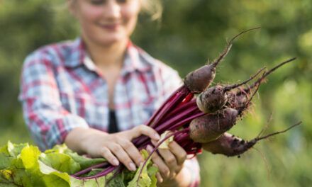 Come remolacha, es una joya de la nutrición