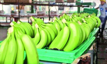 Revisión contenedores deja pérdidas a bananeros