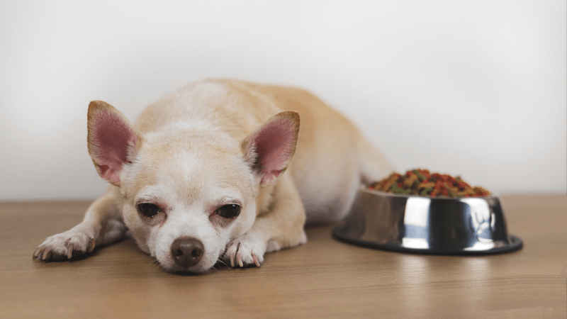 Si tu mascota no come o le falta ánimo, podría estar depresiva