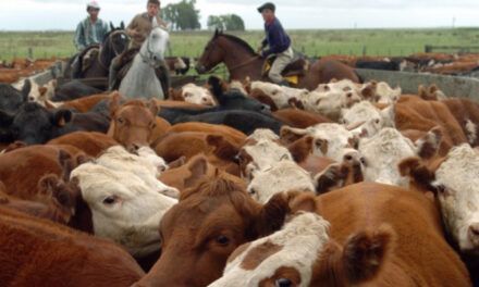 La DGII obliga al subsector carne bovina a retener un 1% de renta de vendedores informales