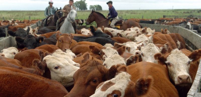 La DGII obliga al subsector carne bovina a retener un 1% de renta de vendedores informales