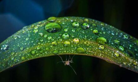 Cómo pueden volar los insectos bajo la lluvia