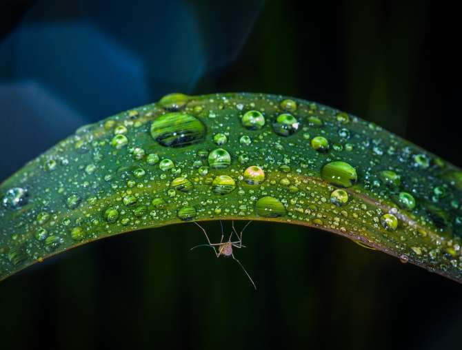 Cómo pueden volar los insectos bajo la lluvia
