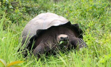 ¿Cuál es la especie más joven del planeta?