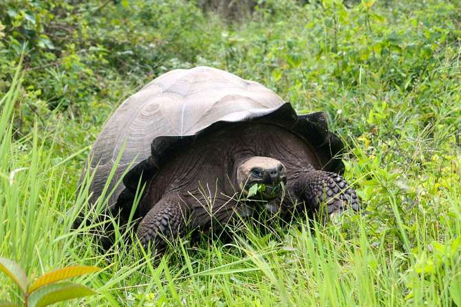 ¿Cuál es la especie más joven del planeta?