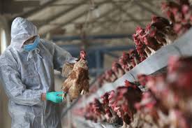 FAO recomienda medidas por reaparición de influenza aviar en América Latina y el Caribe