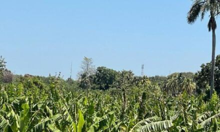 Alrededor de 500 productores dicen que se han ido a la quiebra en Valverde