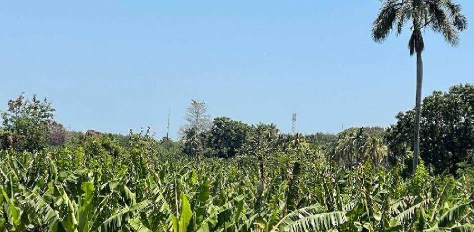 Alrededor de 500 productores dicen que se han ido a la quiebra en Valverde