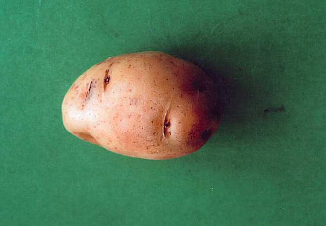 Descifran el genoma de la patata europea