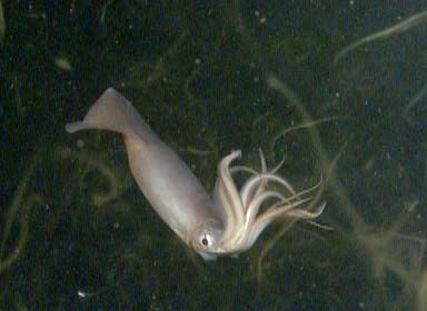 El campeón del crecimiento: El animal que más rápido crece en el reino animal