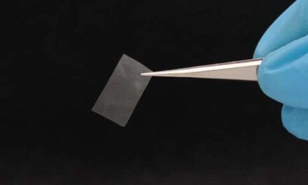 Crean un material viviente a partir de hongos