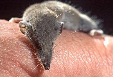 El titán diminuto: explorando al mamífero más pequeño del planeta