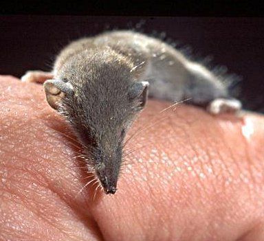 El titán diminuto: explorando al mamífero más pequeño del planeta