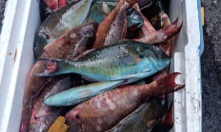 Apresan en Estero Hondo tres pescadores por posesión de especies marinas en veda