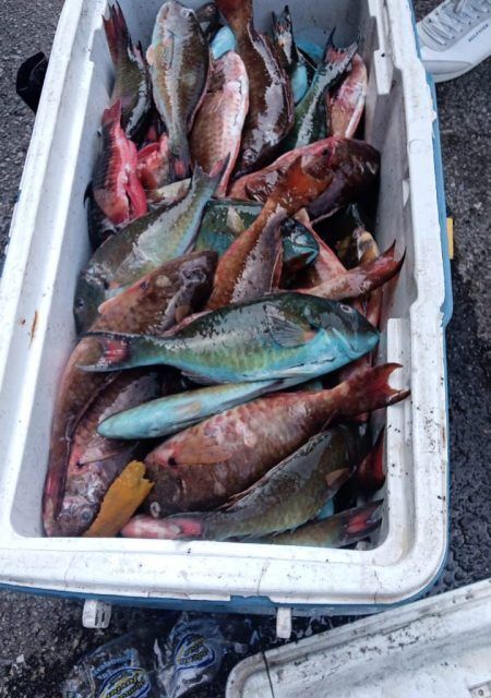Apresan en Estero Hondo tres pescadores por posesión de especies marinas en veda
