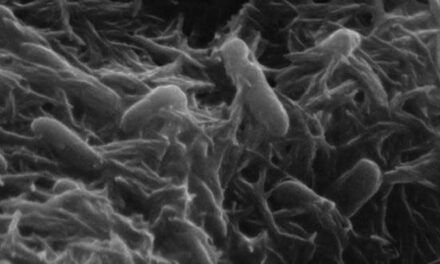 La sorprendente electricidad de las bacterias: cómo los microbios se comunican, respiran y generan energía