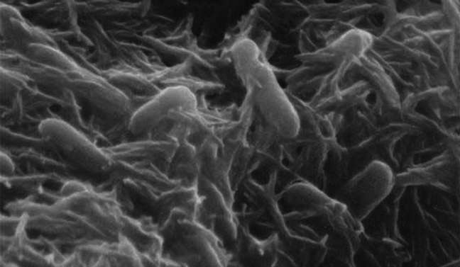 La sorprendente electricidad de las bacterias: cómo los microbios se comunican, respiran y generan energía