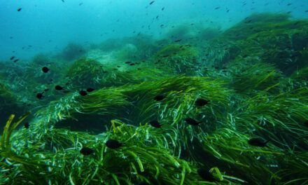 Cumbre de océanos busca cambiar las promesas por una protección real