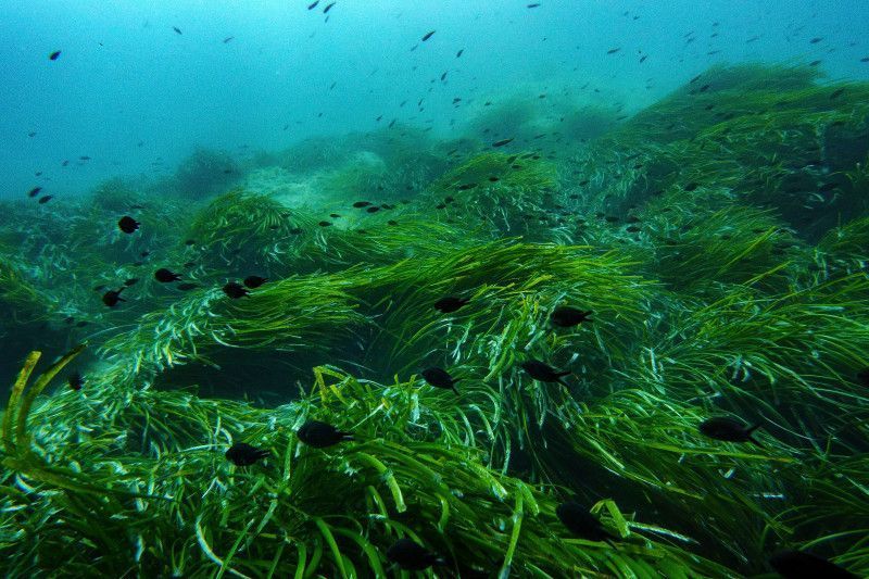Cumbre de océanos busca cambiar las promesas por una protección real