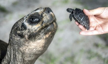 Después de 135 años, una tortuga celebra su primer Día del Padre en el Zoo de Miami