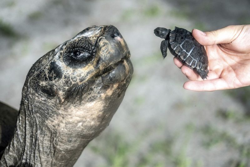 Después de 135 años, una tortuga celebra su primer Día del Padre en el Zoo de Miami